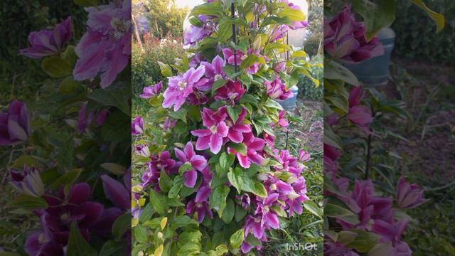 Клематисы в моем саду. смотреть онлайн