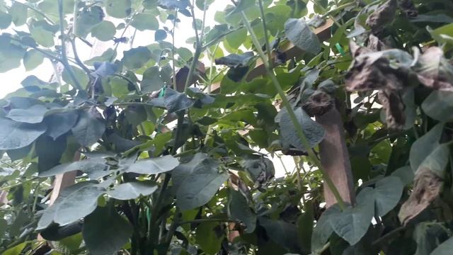 Болезнь виноградного картофеля . 260 см. ботва. Эксперимент провален(( смотреть онлайн