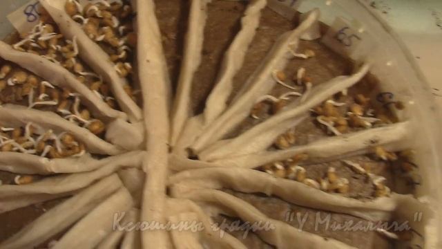 Посев томатов из холодильника. смотреть онлайн