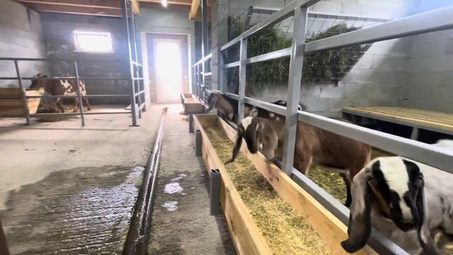 Осуществилась еще одна мечта. Мы привезли теленка, теперь на нашей ферме +1 животное😍 смотреть онлайн