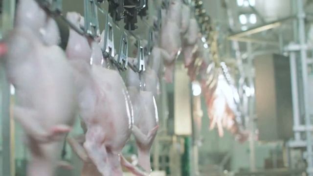 Как долго на самом деле можно хранить куриное мясо? смотреть онлайн