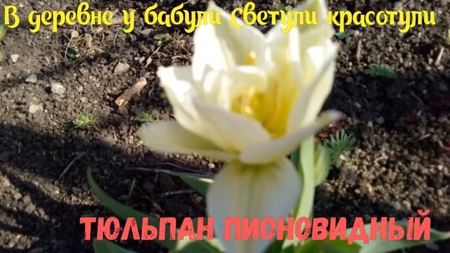 Первоцветы в моем саду?Весенние цветы