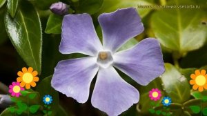 Барвинок большой. Краткий обзор, описание характеристик, где купить саженцы vinca major