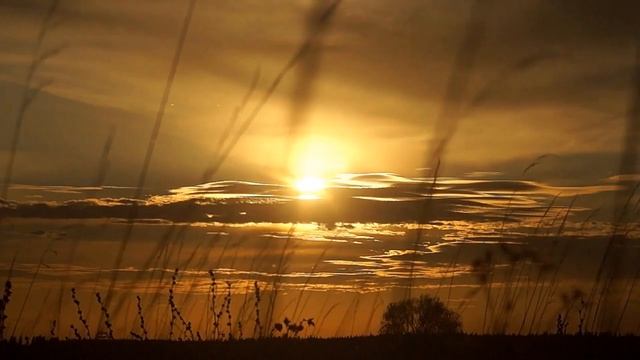 Слушать пение птиц онлайн смотреть онлайн