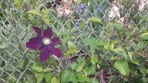 Клематис Мадам Каррион  Clematis Madame Carrion