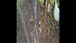 Открываем инжир почему так рано!!!