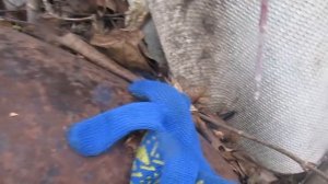 Грецкий орех Великан. Что представляет собою это дерево.