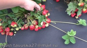 ВИМА ТАРДА позднеспелый сорт клубники.