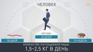 Как долго животные могут прожить без еды.mp4