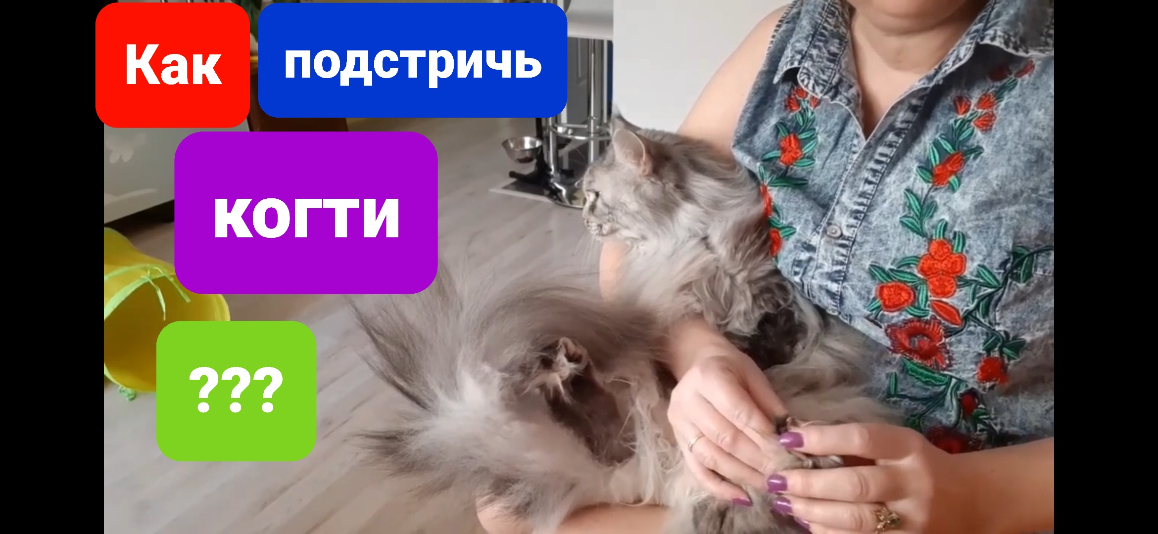 Как подстричь когти коту и кошке. Мейн кун ?