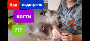 Как подстричь когти коту и кошке. Мейн кун ?