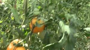 Томат Желтые гребешки (Королевский сад Ильи Королева)