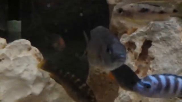 Copadichromis borley Kadango смотреть онлайн