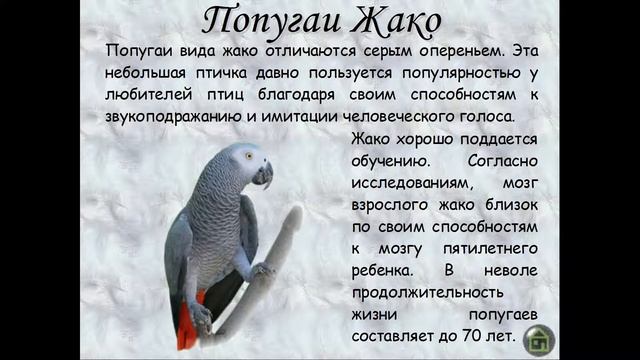 Аведьян Сергей . Презентация "Виды попугаев" смотреть онлайн