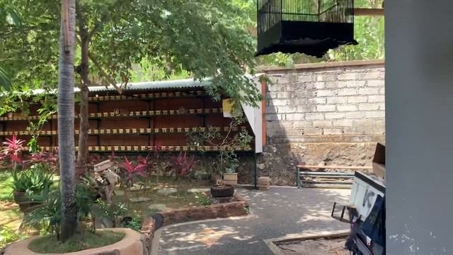 Бали. Самый дорогой и полезный в мире мёд делают самые маленькие в мире пчёлы. Они меньше москитов.