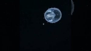 Внутри Сальпы бочкообразного планктонного оболочника поселились, путешествуют и размножаются амфипо