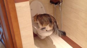 Аккуратный котик ходит в  домашний туалет