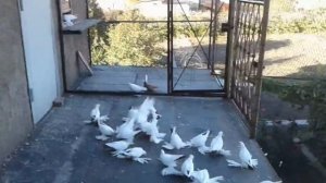 СЕВЕРОКАВКАЗСКИЕ КРАСНОХВОСТЫЕ ГОЛУБИ /  PIGEONS / TAUBE