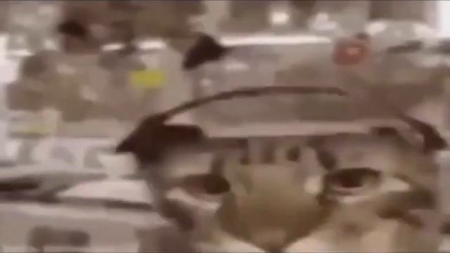 Мем кот в наушниках
