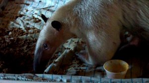 Pua Tamandua anteater eating