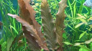 Барлклайя длиннолистная красная (Barclaya longifolia sp Red)