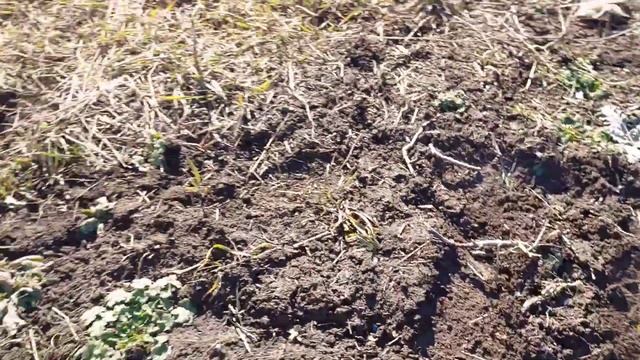 Краснодарский край. Весенние работы в саду. Виноград и грецкий орех укоренились. смотреть онлайн