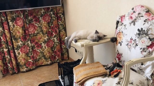 Уход за котёнком // что нужно если решили завести кота