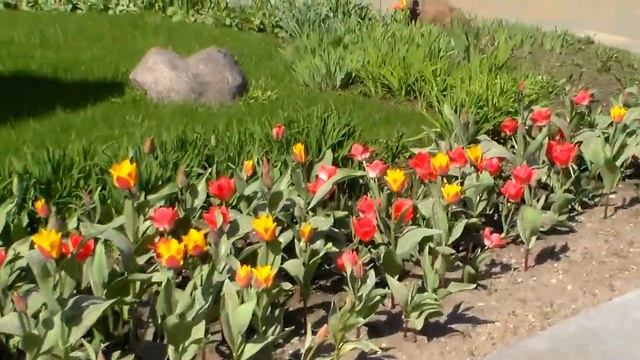 Samsung HMX-F80 video test.HD смотреть онлайн