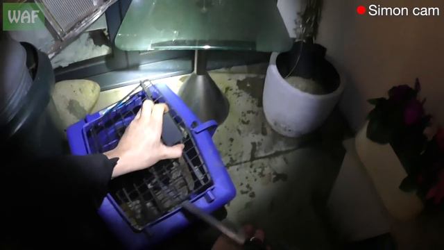 Fox needs rescue after falling from a roof! смотреть онлайн