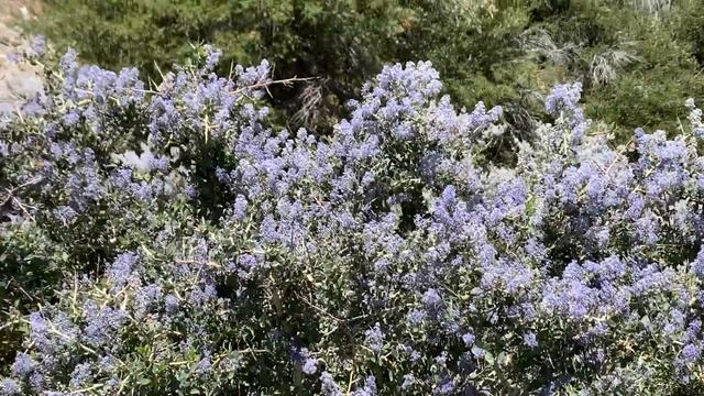 Ceanothus (California Lilac) and the native insects it attracts смотреть онлайн