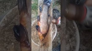 Чистим рыбу Линь