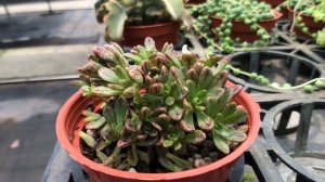 Aeonium Sedifolium 多肉植物圖鑑 扁葉小人之祭