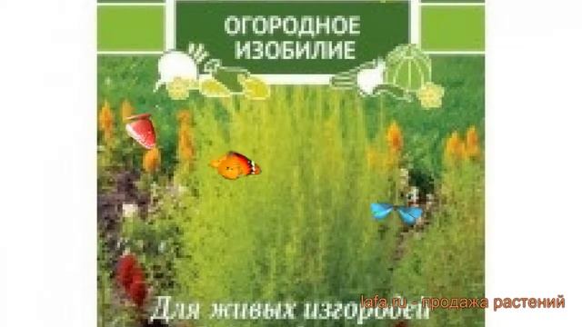 Кохия обыкновенная Нефрит (nefrit) ? кохия Нефрит обзор: как сажать семена кохии Нефрит