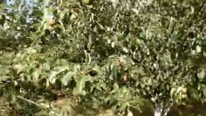 Созревание груши различных сортов