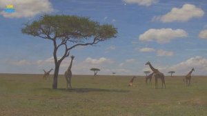 Кения.4K Video Ultra HD Relaxing music - KENYA Unbelievable Beauty