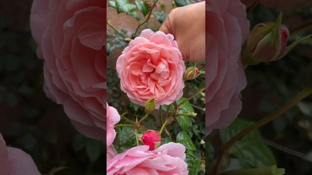 OMG Roses David Austin Rose Strawberry Hill 草莓山月季 #rose #davidaustinroses #davidaustin #nature