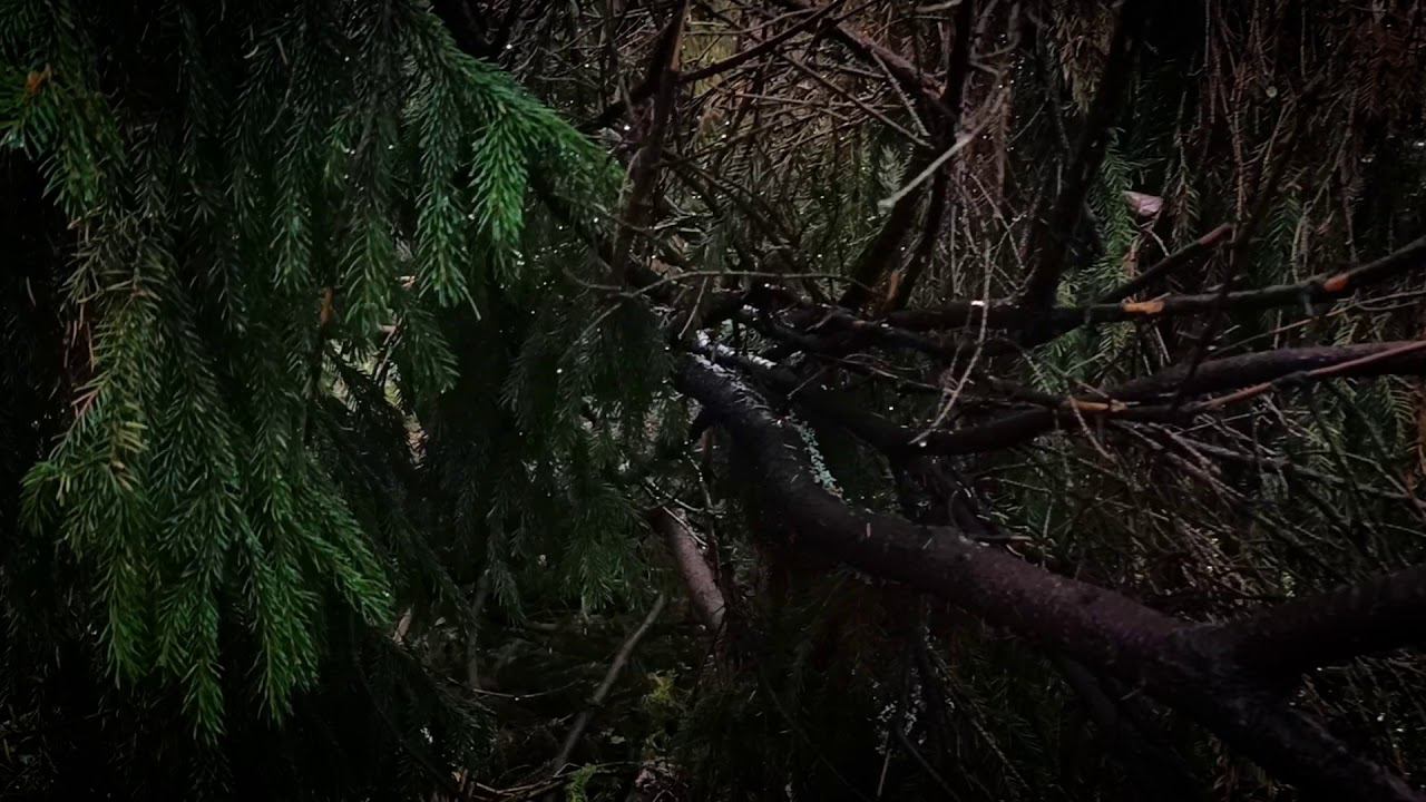 Tales of the forest... смотреть онлайн