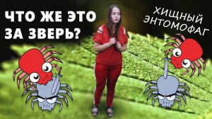Спасаем Алису от клещей. Самый эффективный биологический способ борьбы с вредителями