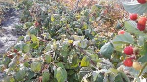 Малина КАЛАШНИК на 14 октября 2021года