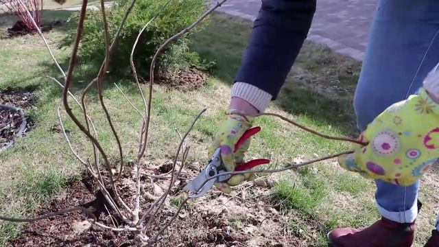 Как правильно обрезать молодую гортензию метельчатую смотреть онлайн
