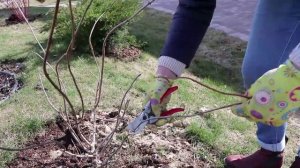 Как правильно обрезать молодую гортензию метельчатую