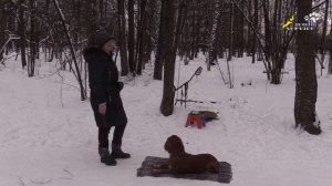 Как научить правильно команде место рядом апорт, русский охотничий спаниель