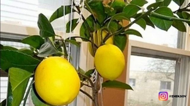 КАК ВЫРАСТИТЬ ЛИМОННОЕ ДЕРЕВО И ОБЕСПЕЧИТЬ СВОЙ ДОМ БЕСКОНЕЧНОЙ ПОСТАВКОЙ ЭТОГО ПОЛЕЗНОГО ФРУКТА! смотреть онлайн