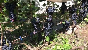 Сорт винограда Страшенский. Саженцы и черенки винограда.Тел-098 115 04 16 Анатолій