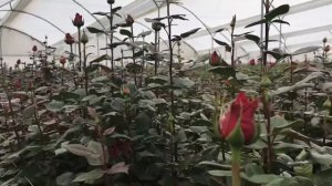 Сорт розы Cherry O на плантации роз в Эквадоре