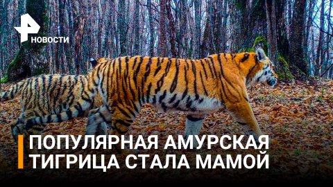 Самая знаменитая в мире амурская тигрица стала мамой / РЕН Новости