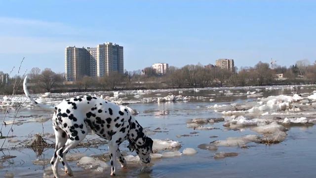 Лика и ледоход. 17.04.2013 смотреть онлайн
