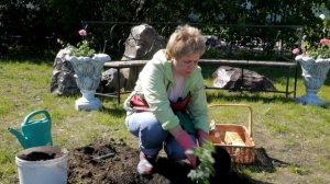 Как ПРАВИЛЬНО Посадить Розу ?  Розы в саду