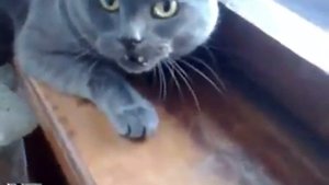 Британская кошка злится и очень сильно Бойтесь меня