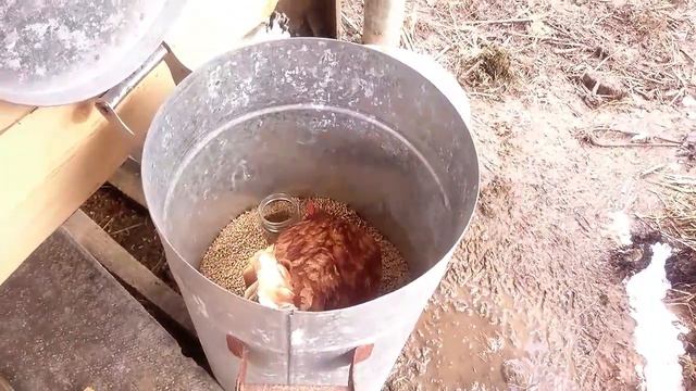 Самая умная курица.